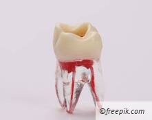 Endodontische Behandlungen richtig abrechnen